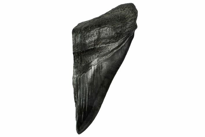Partial Fossil Megalodon Tooth - South Carolina #331568